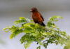 Feliz Natal (MT) ultrapassa 400 espécies de aves registradas e se destaca no cenário nacional da observação de aves