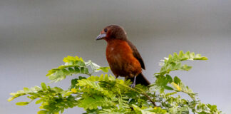 Feliz Natal (MT) ultrapassa 400 espécies de aves registradas e se destaca no cenário nacional da observação de aves