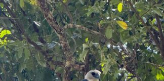 Com mais de 900 espécies de aves registradas, Mato Grosso tem um dos maiores potenciais do Brasil para o turismo de observação de aves