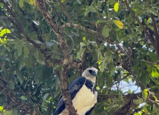 Com mais de 900 espécies de aves registradas, Mato Grosso tem um dos maiores potenciais do Brasil para o turismo de observação de aves